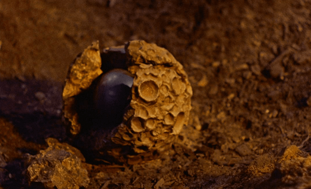A red, translucent, organism is visible through a cracked meteor on the ground.